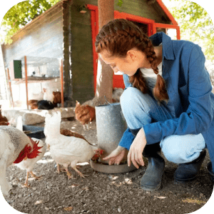 AnimalFeeds