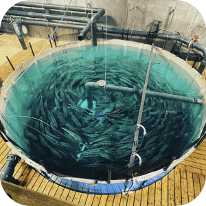 Aquaculture