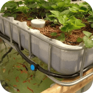Green House